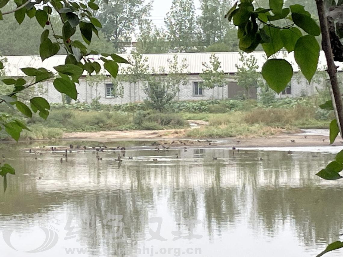 我会实地调研庙滩镇养鸡场污染情况